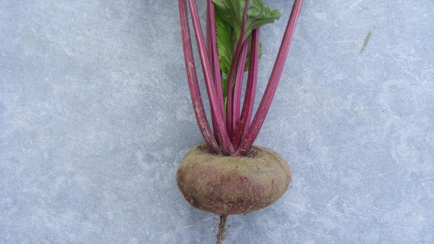 Les variétés de betterave potagère se distinguent par la forme et la couleur des racines.