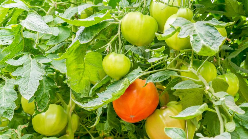 AdobeStock_459198204