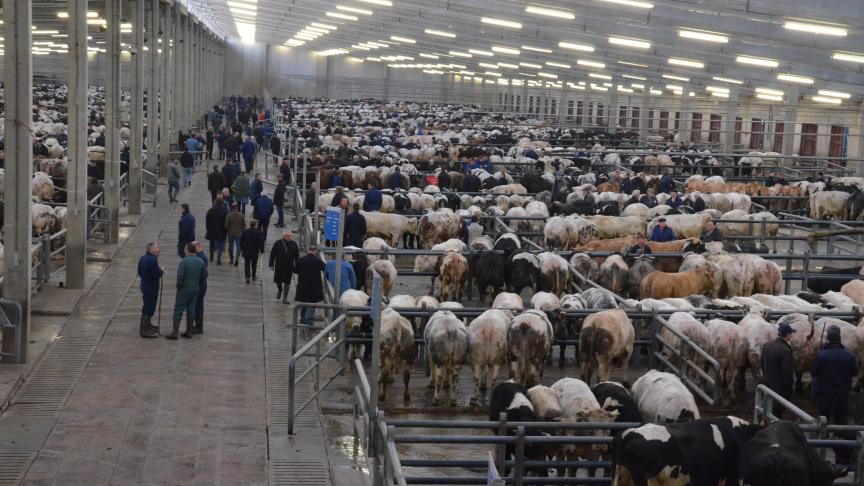 Le projet d'arrêté prévoit, pour les centres de rassemblement, d’instaurer un système d’autorisation assorti de conditions liées au bien-être des animaux.