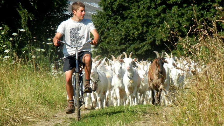 Lauréate ex-aequo du Prix des Etudiants avec La Renarde, la Chèvrerie de la Croix de la Grise est un élevage caprin bio de 70 chèvres laitières en autonomie alimentaire complète, gardé par Vincent Delobel, chevrier passionné, situé à Havinnes près de Tournai.