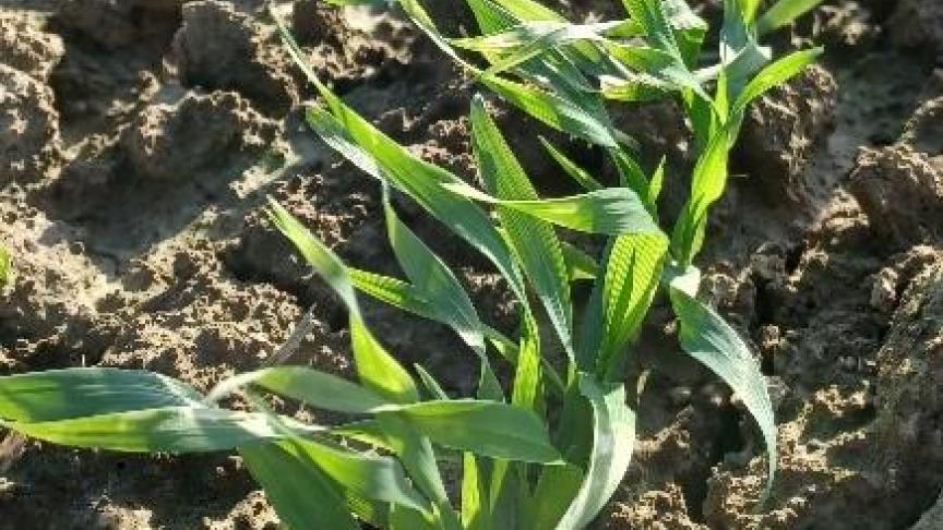 Champ d’escourgeon au stade début tallage ce 24 10 22.