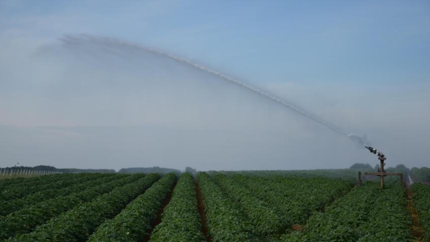 Les prix des pommes de terre ayant été élevés en 2021, un bénéfice excédentaire doit être déclaré pour les grandes exploitations de pommes de terre.