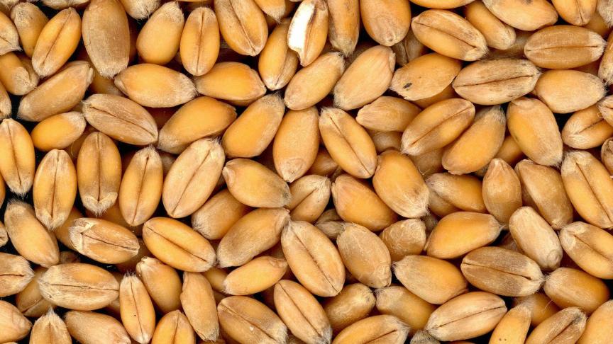 wheat-g3aa232b7f_1920