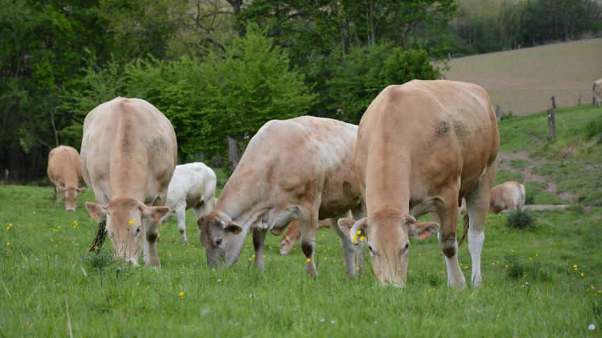 Le recul du cheptel bovin belge s’explique notamment par l’importante progression des prix des aliments pour animaux,  non compensée par la hausse des prix de la viande.
