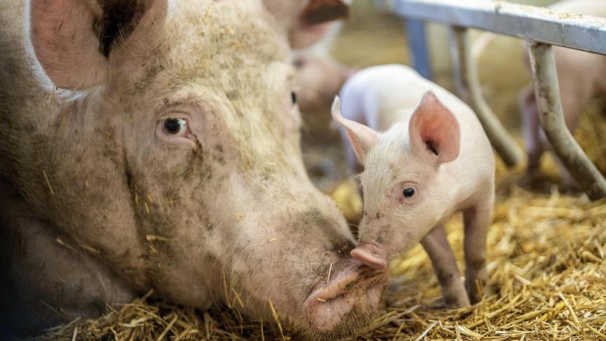 La révision de la législation européenne sur le bien-être animal  afin d’en élargir le champ d’application et un cadre législatif pour  des systèmes alimentaires durables seront présentées au troisième trimestre.