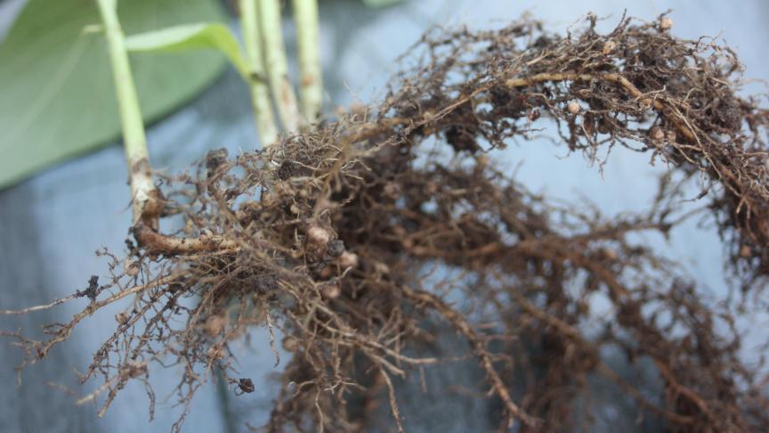 Une bonne structure de sol est nécessaire pour permettre les échanges gazeux requis pour  le développement des nodosités sur les racines des Légumineuses (Papillonacées).