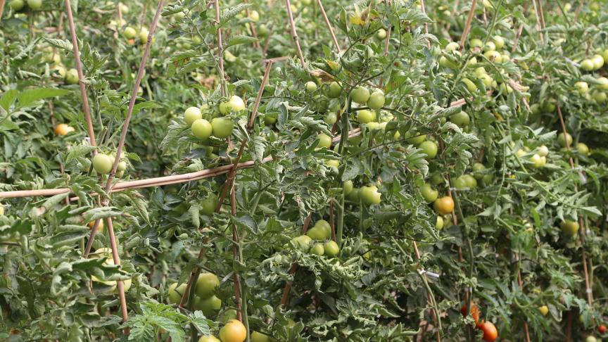 Les tomates, comme d'autres cultures qui développent une grande masse végétale, ont besoin mobiliser de grande quantités de minéraux au départ du sol.