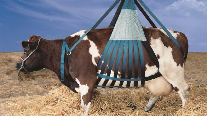 Un monte-charge utilisé pour hisser les vaches.