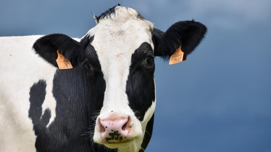 La production laitière européenne stagne et certaines laiteries ne sont pas sûres de pouvoir passer l’hiver en raison des pénuries d’énergie.
