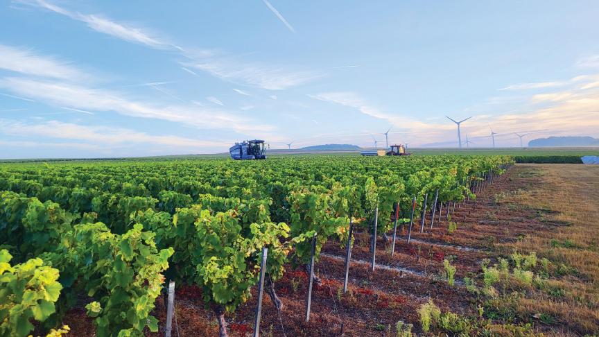 Vendanges mécaniques au Vignoble des Agaises.