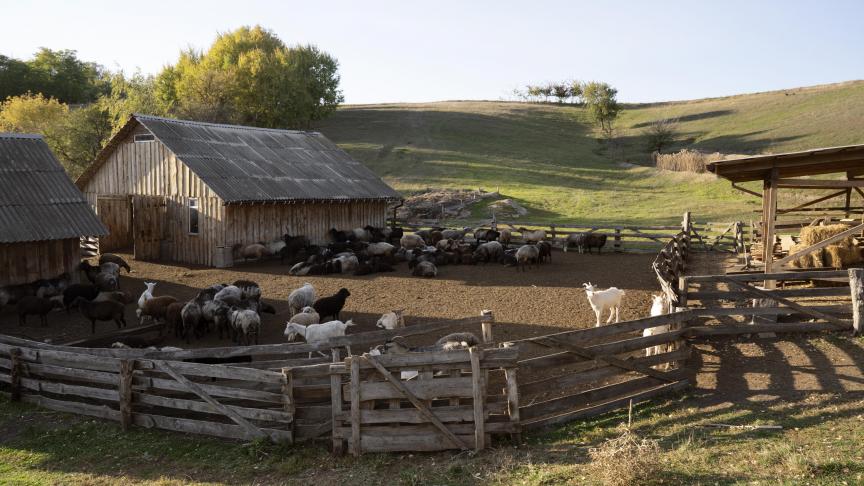 rural-life-concept-with-farm-animals