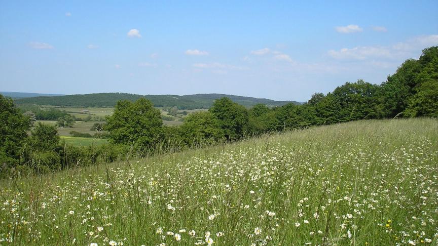 Les prairies extensives fleuries sont maintenues dans le programme MAEC en 2023.  7% des prairies permanentes sont sous contrat « prairie naturelle » ou « prairie  de haute valeur biologique ». La moitié du chemin est faite pour la biodiversité  agricole des prairies grâce à ces contrats.