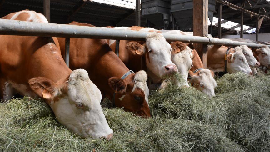 Le recours aux stocks de fourrages durant l’été pèse sur la filière lait et a conduit, selon les élevages, à une contraction du cheptel ou à un raccourcissement de la lactation.
