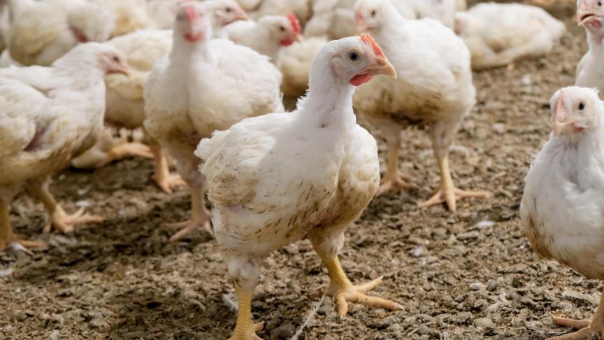 Par le biais de l'alimentation des poulets de chair, on peut influencer la concentration en ammoniac dans le poulailler. A travers la litière, cela est moins évident sans impact sur le bien-être des animaux.
