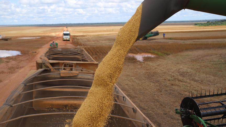 L’USDA estime à 89 Mt la production mondiale de soja pour la campagne 2022/2023, entre autres grâce à une production brésilienne, supérieure de 30% à la production de la moyenne quinquennale.