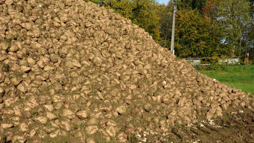 Des retards de récolte observés au sein des principaux pays producteurs expliquent, entre autres, pourquoi les prix du sucre s’affichent en hausse.