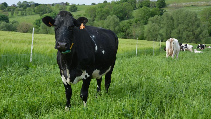 Contrairement à la Nouvelle-Zélande, la Wallonie n’a pas pour ambition de mettre en place une taxe sur les pets et rots de vaches et moutons.