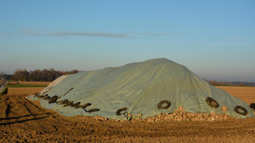 Les bâches Toptex protègent les betteraves contre des températures négatives temporaires jusque -4ºC.