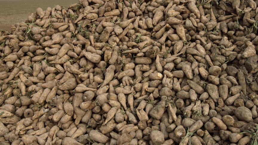 Les cultures les plus touchées sont souvent des cultures «terroirs»: chicorées, endives chez nous, mais aussi cultures «porte-graines», persil, laitues, haricots, légumes secs, etc