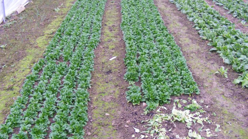 La culture est très belle pour la récolte durant une période de deux semaines, environ. N'hésitons pas à étaler les plantations pour éviter de devoir enlever les feuilles jaunies à la base des plantes.