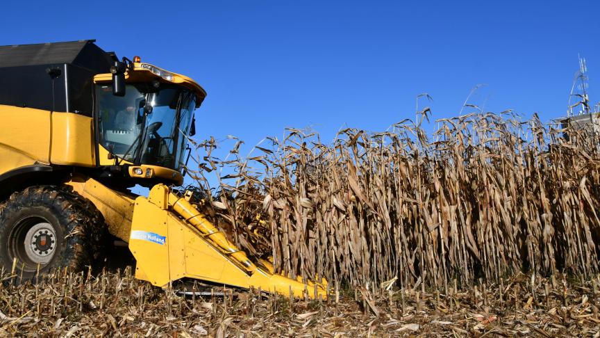 Le maïs grain devant rester au champ jusqu’à un stade de maturité  très avancé, le comportement vis-à-vis de la verse et du bris de tige  est encore plus important que pour une variété fourragère.